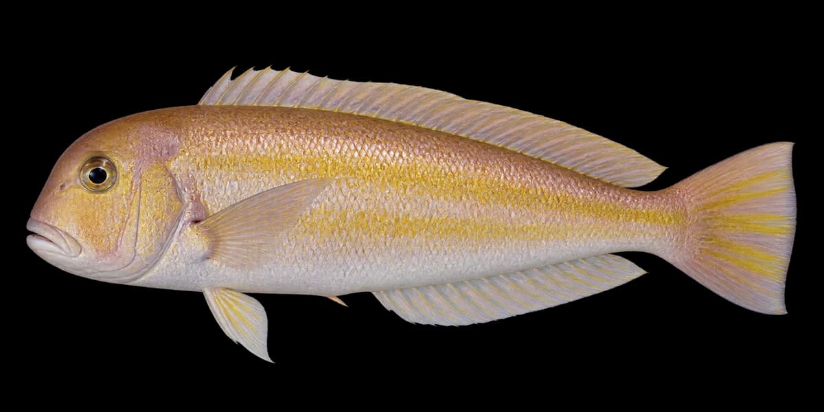 Golden tilefish