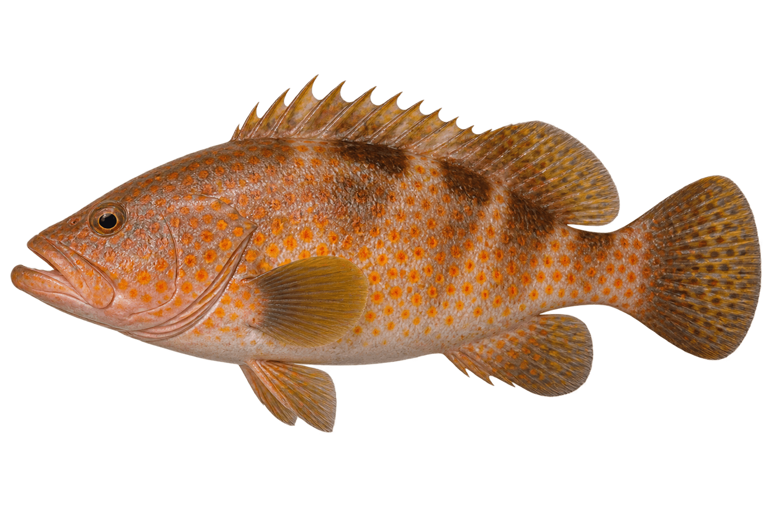Hong Kong grouper