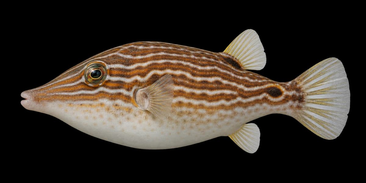 Brown-lined puffer
