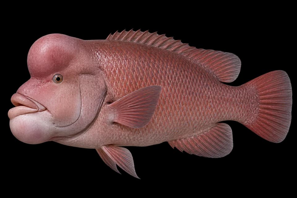 Asian sheepshead wrasse
