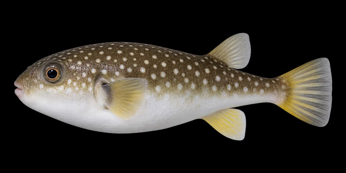 Finepatterned puffer