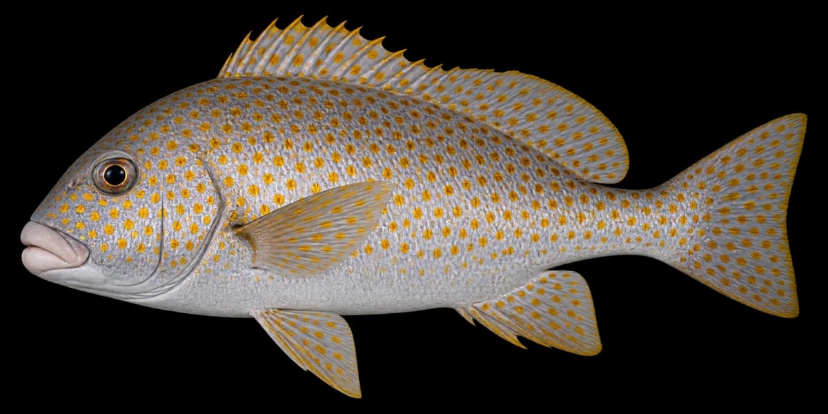Painted sweetlips