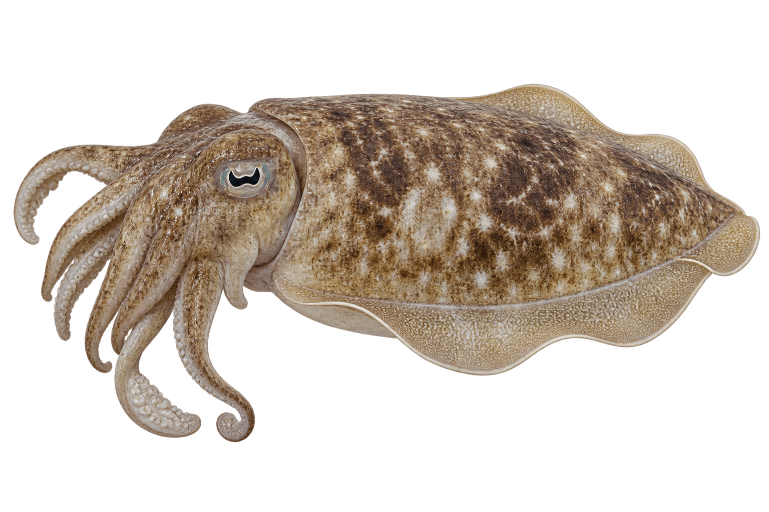 Golden cuttlefish