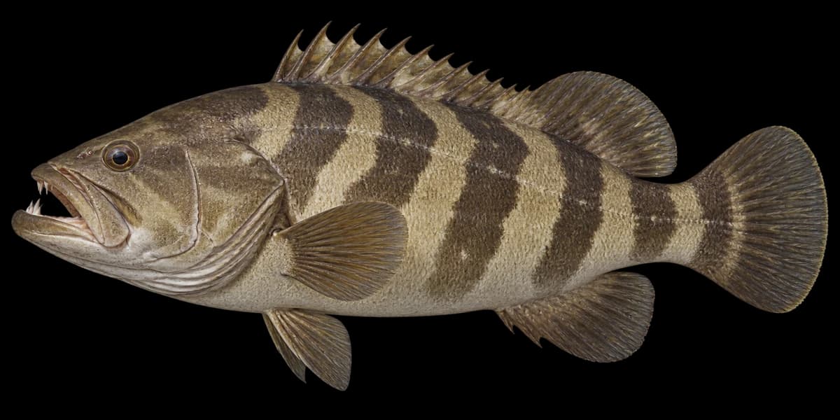 Longtooth grouper