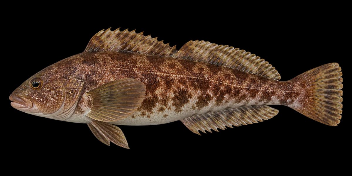 Spottybelly greenling