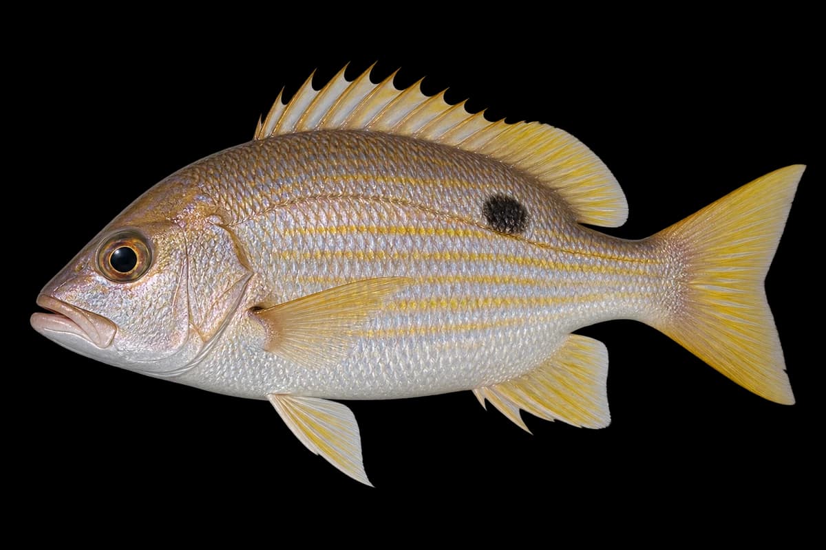 Russell's snapper