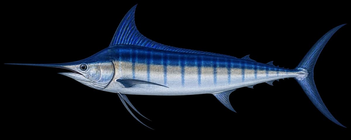 Blue marlin
