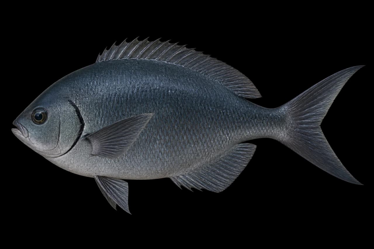 Largescale blackfish