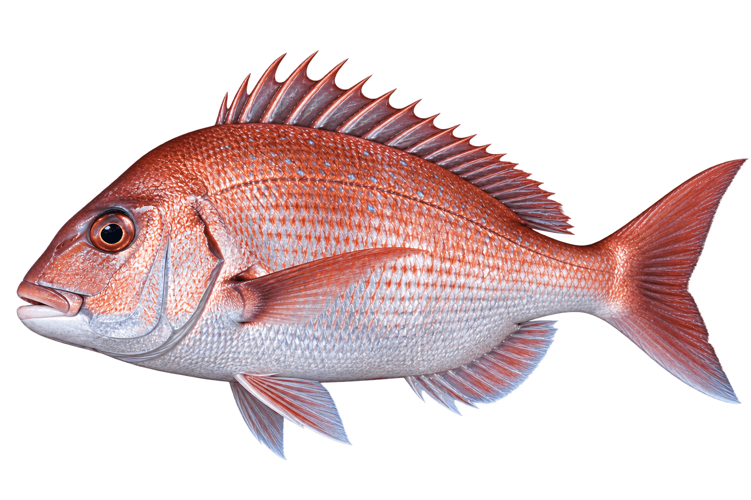 Red seabream, or madai