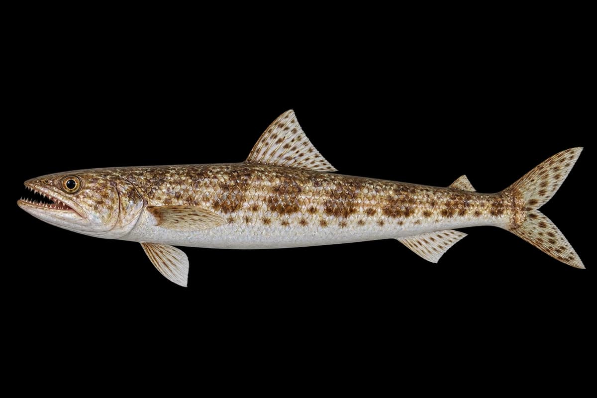 Largescale lizardfish