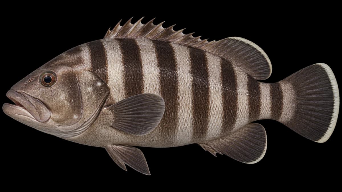 Sevenband grouper