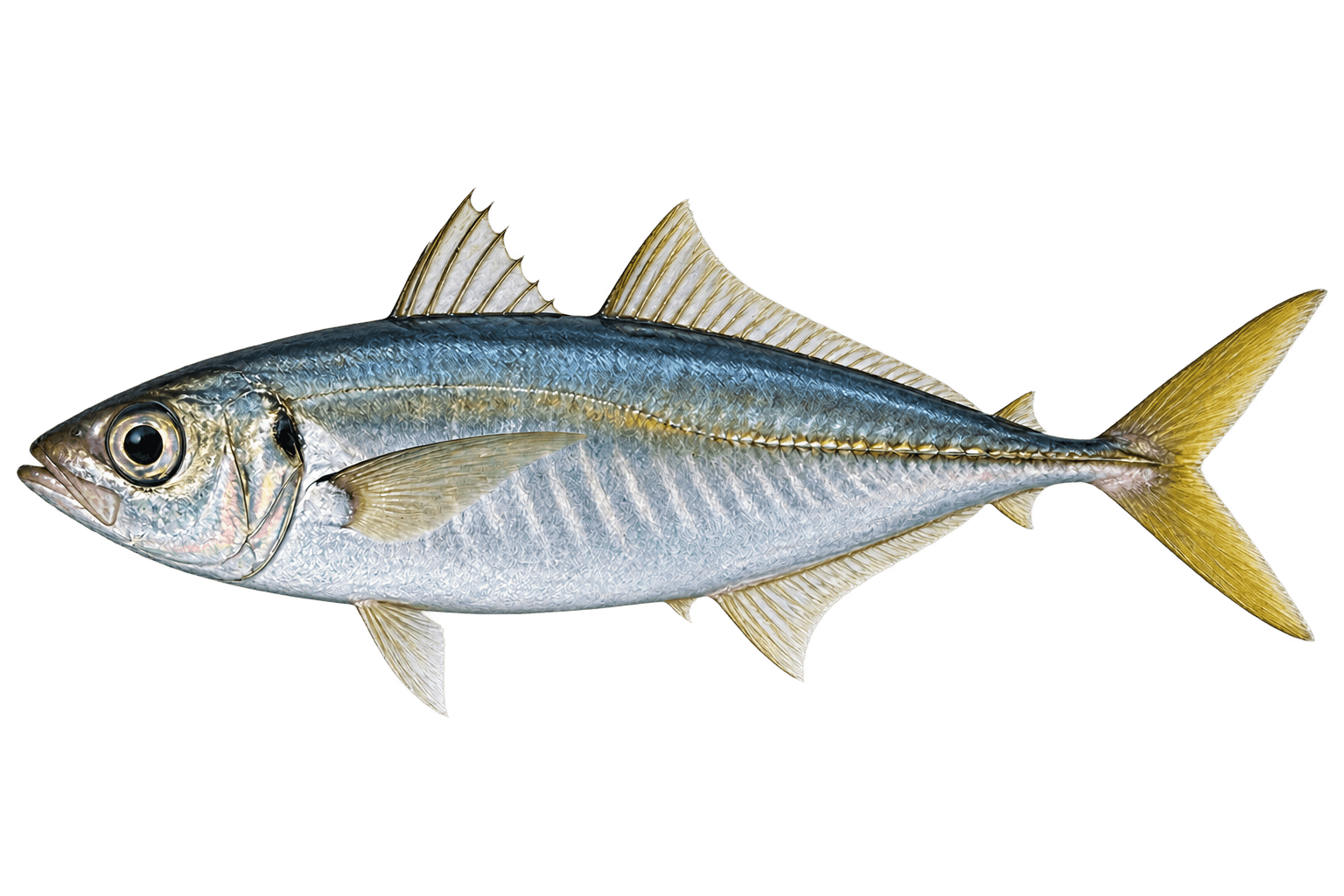 Japanese scad