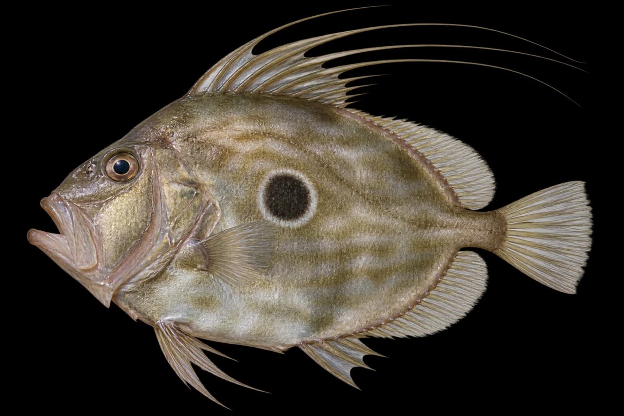 John Dory