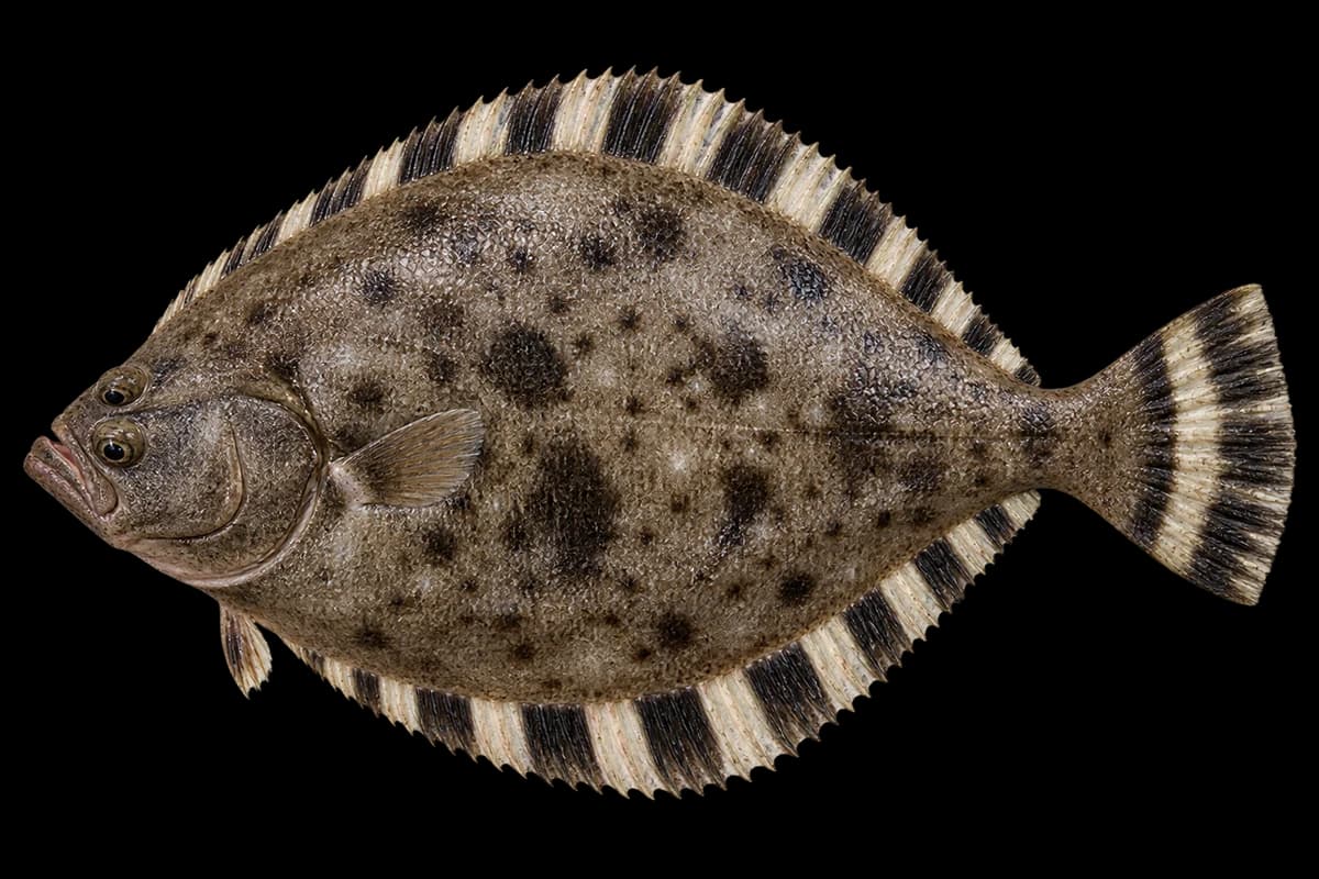 Barfin flounder