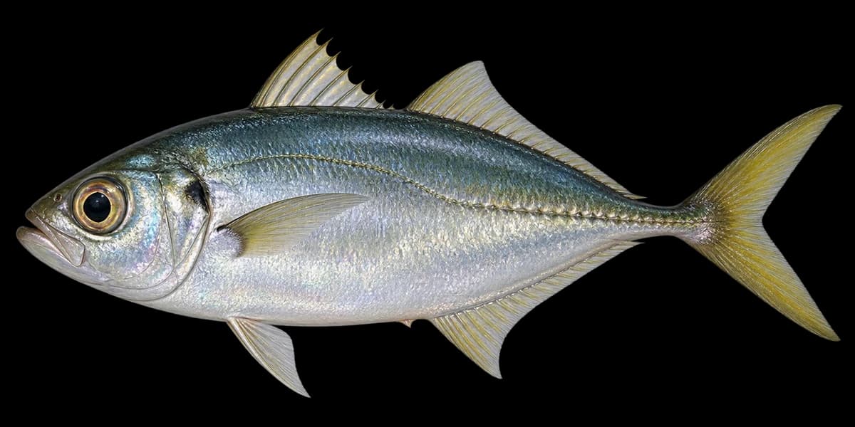 Bigeye scad