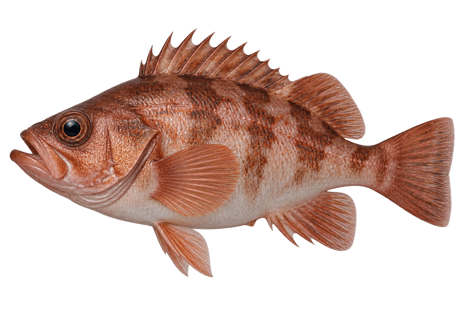 Japanese rockfish