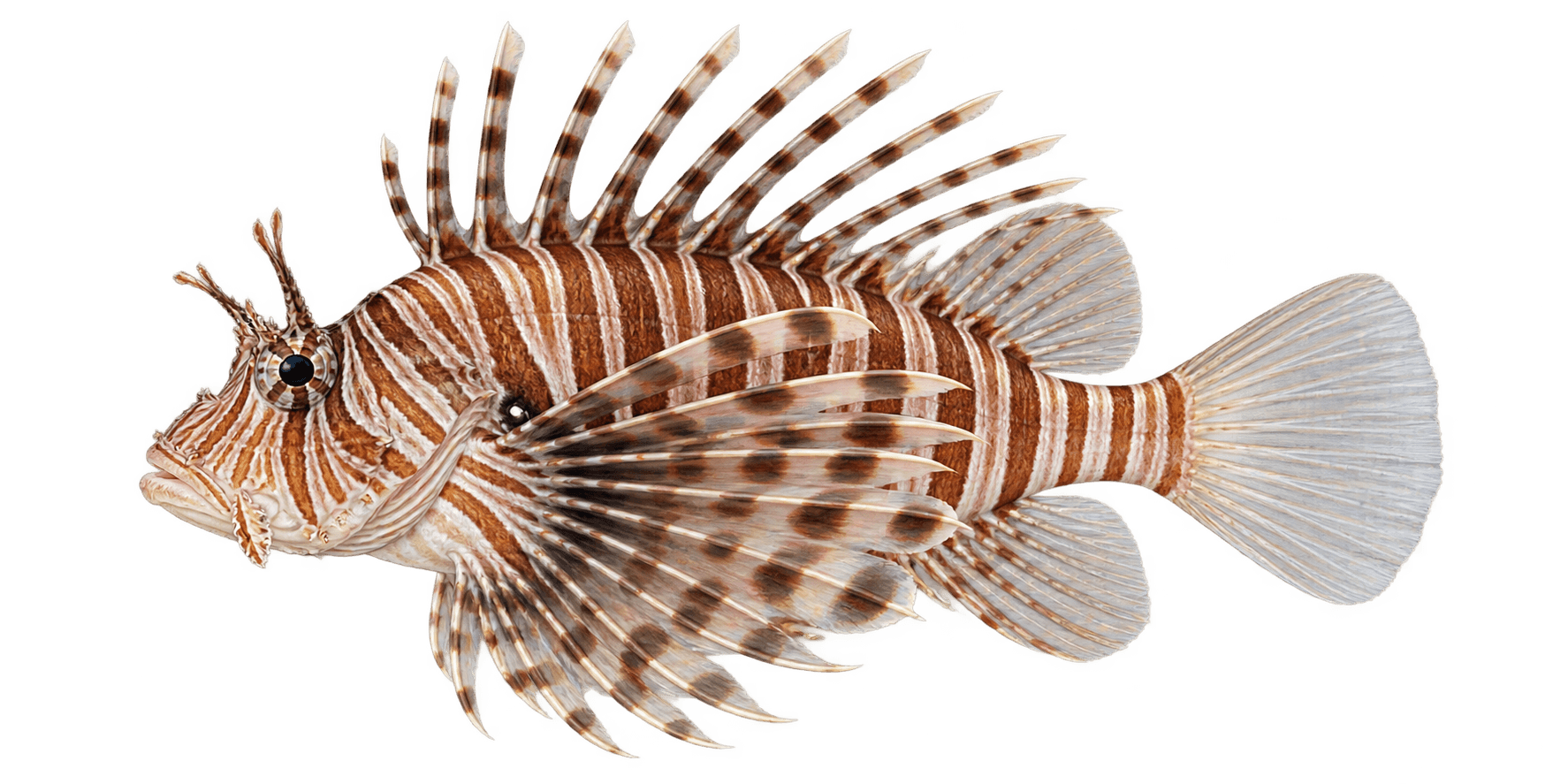 Luna lionfish