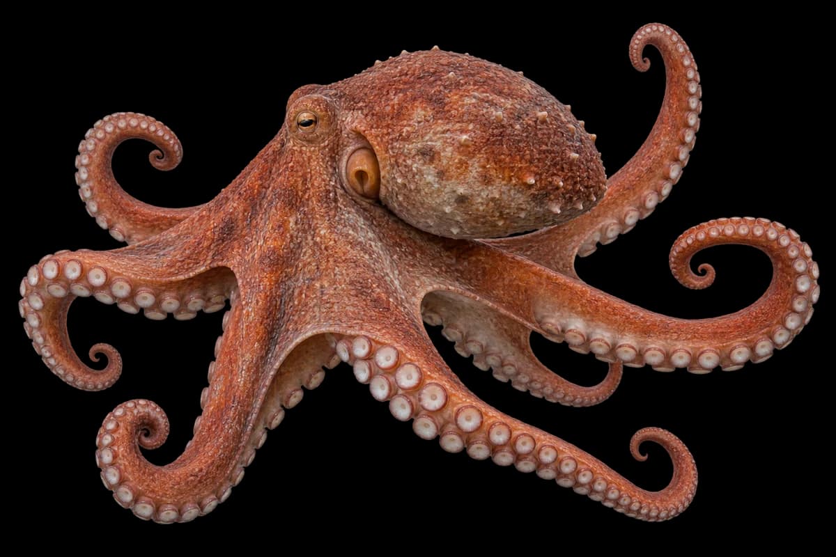 Giant Pacific octopus
