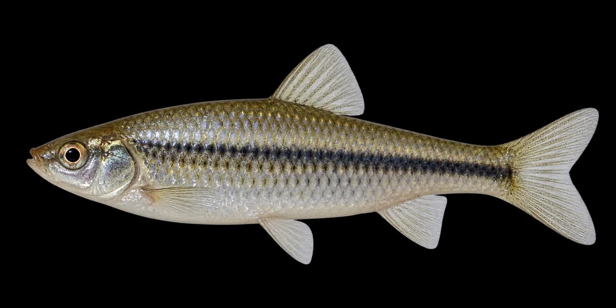 Topmouth gudgeon