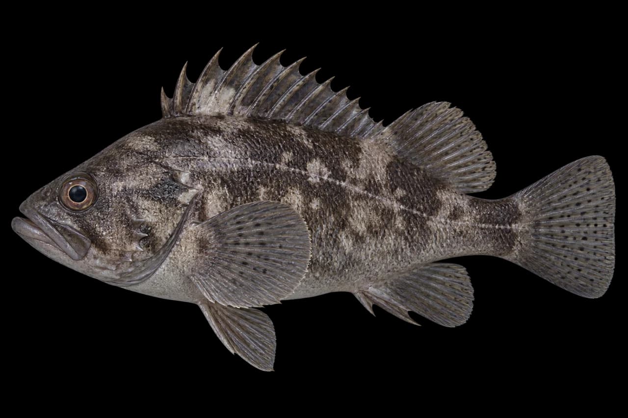 Spotbelly rockfish
