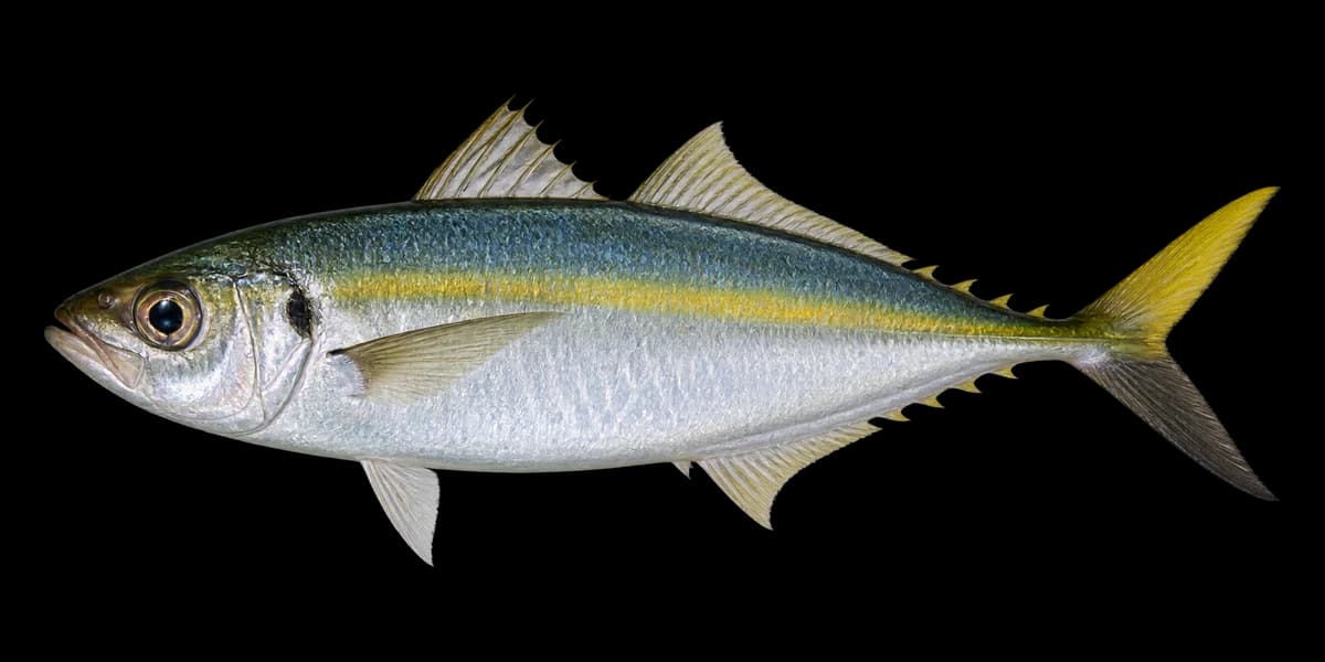 Amberstripe scad
