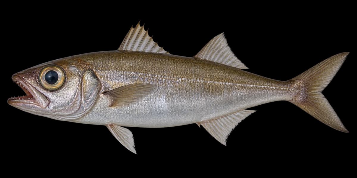 Gnomefish