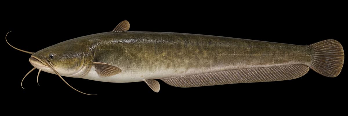 Japanese catfish