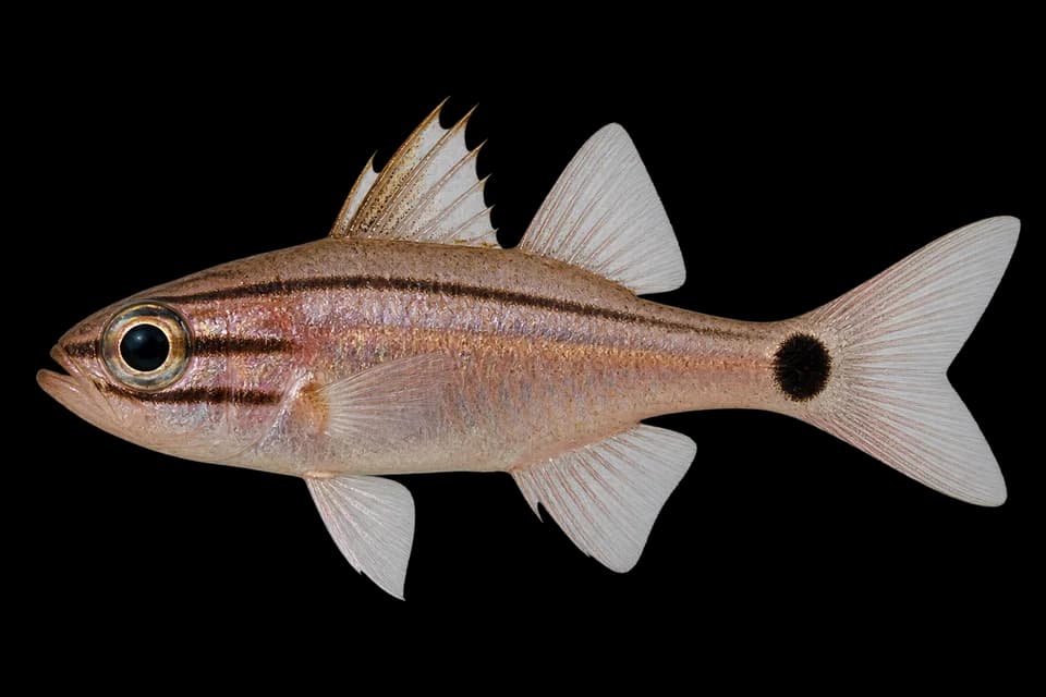 Half-lined cardinalfish