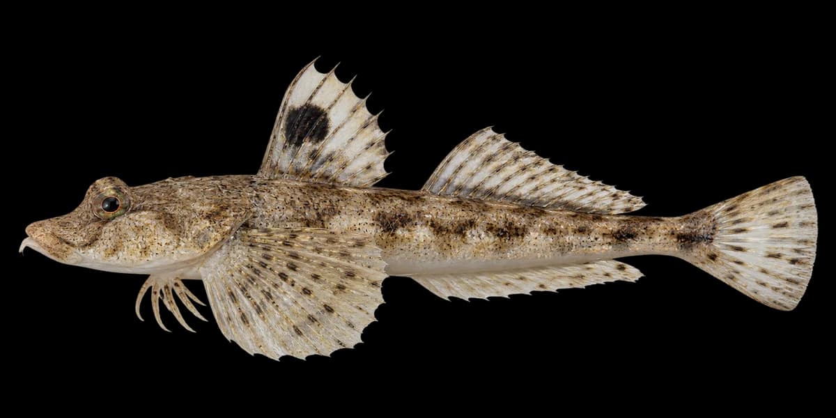 Horn dragonet