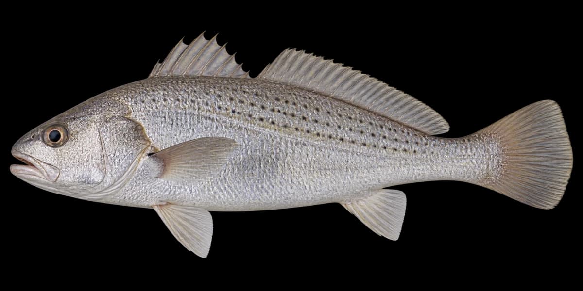 Honnibe croaker