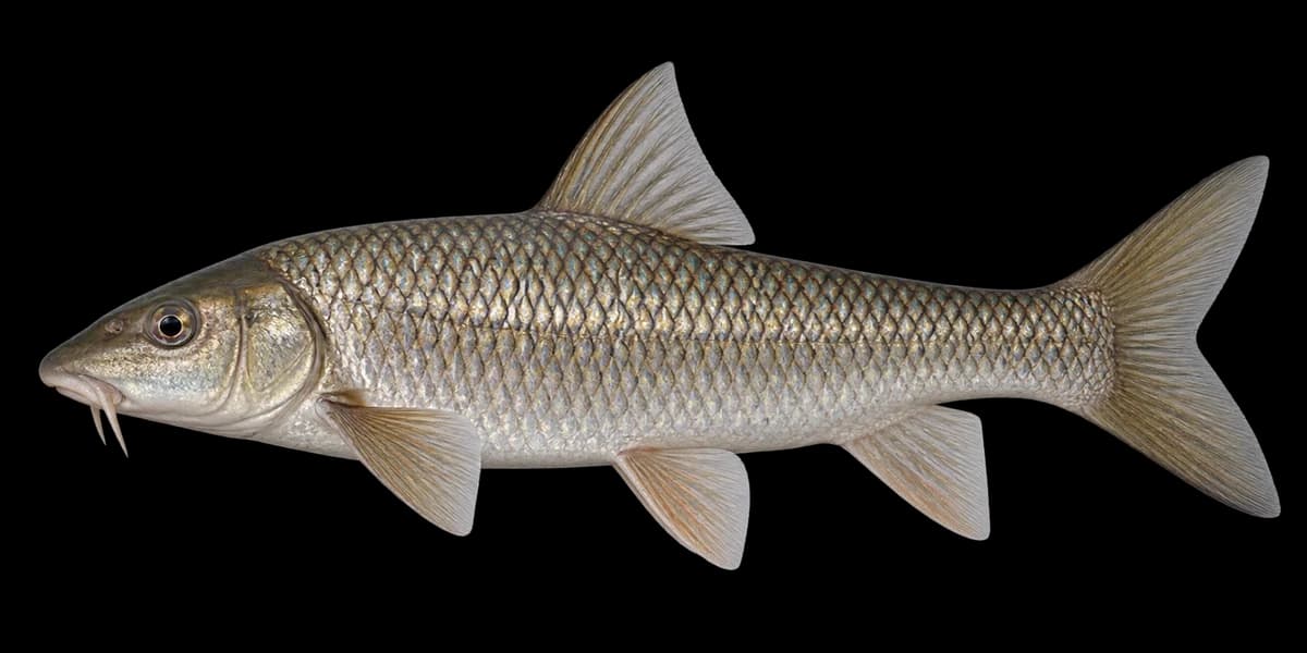 Barbel steed
