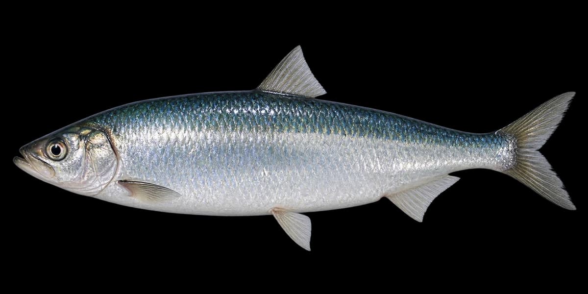 Pacific herring