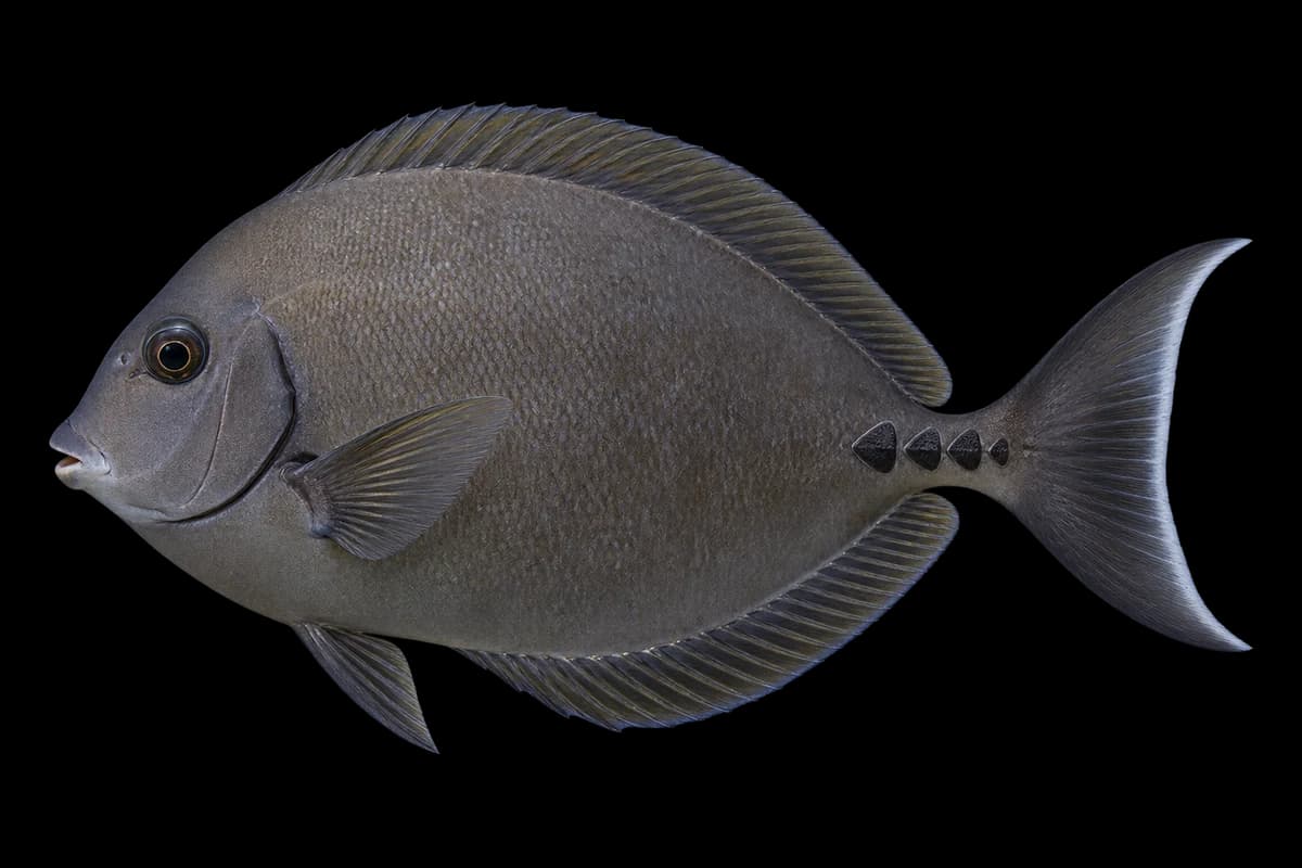 Scalpel sawtail