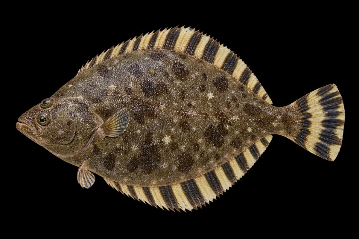 Starry flounder