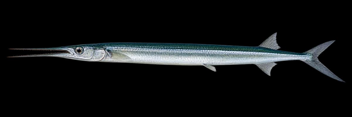 Houndfish