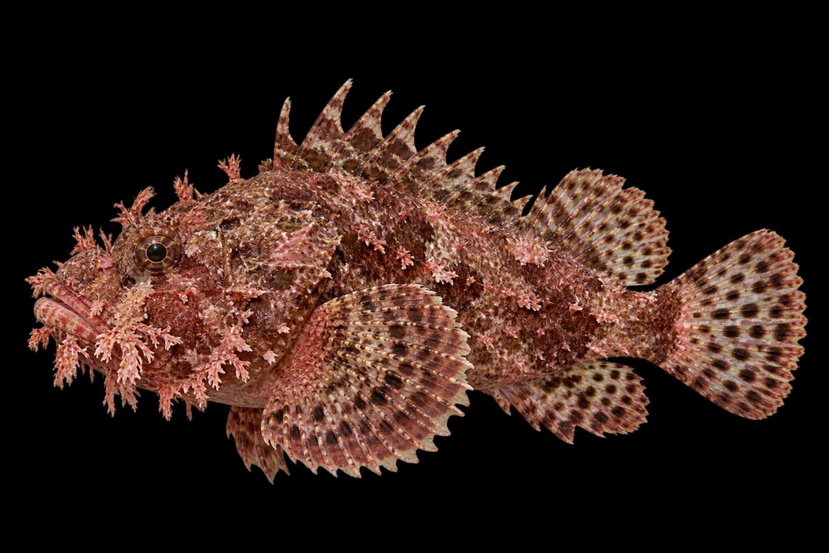 Raggy scorpionfish
