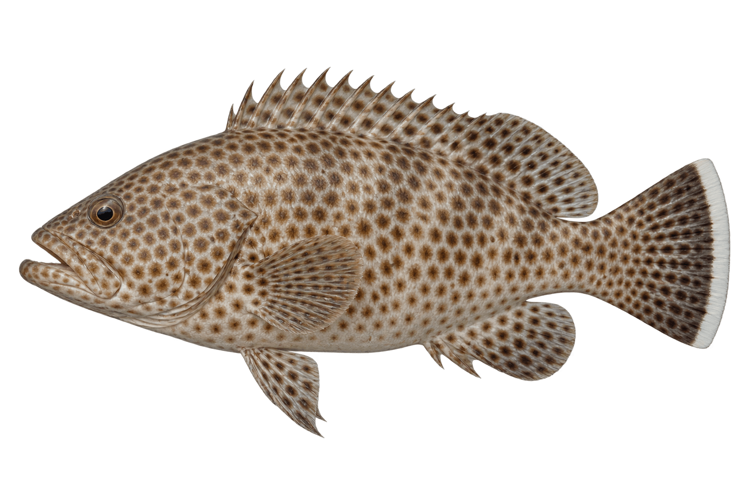 Areolate grouper