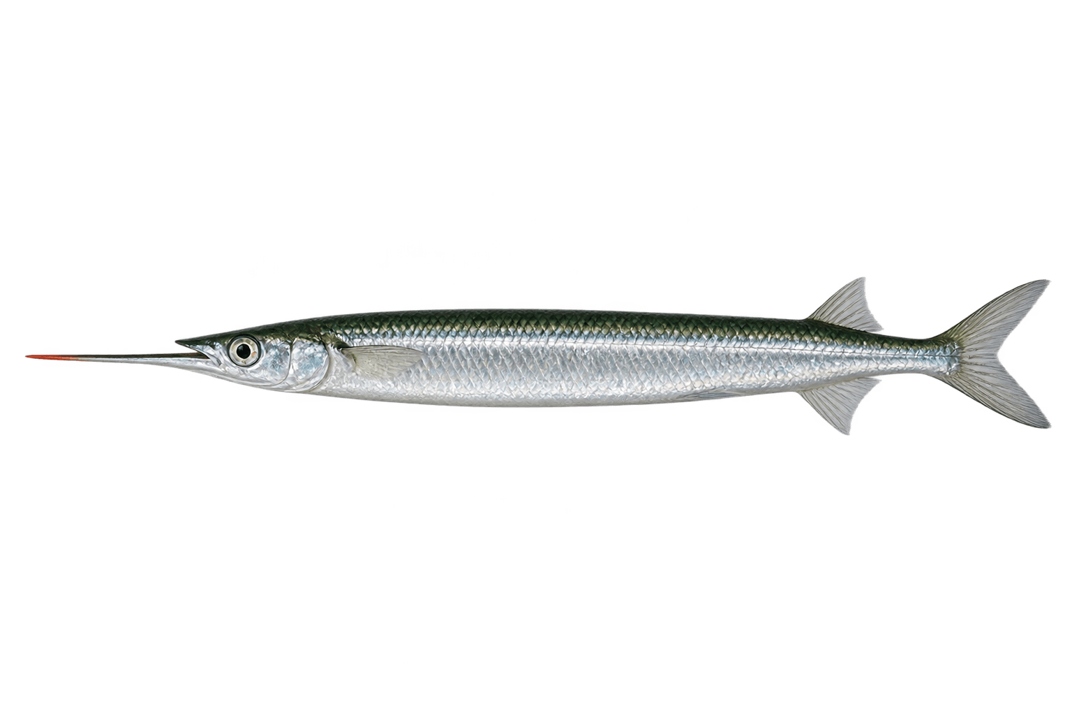Japanese halfbeak