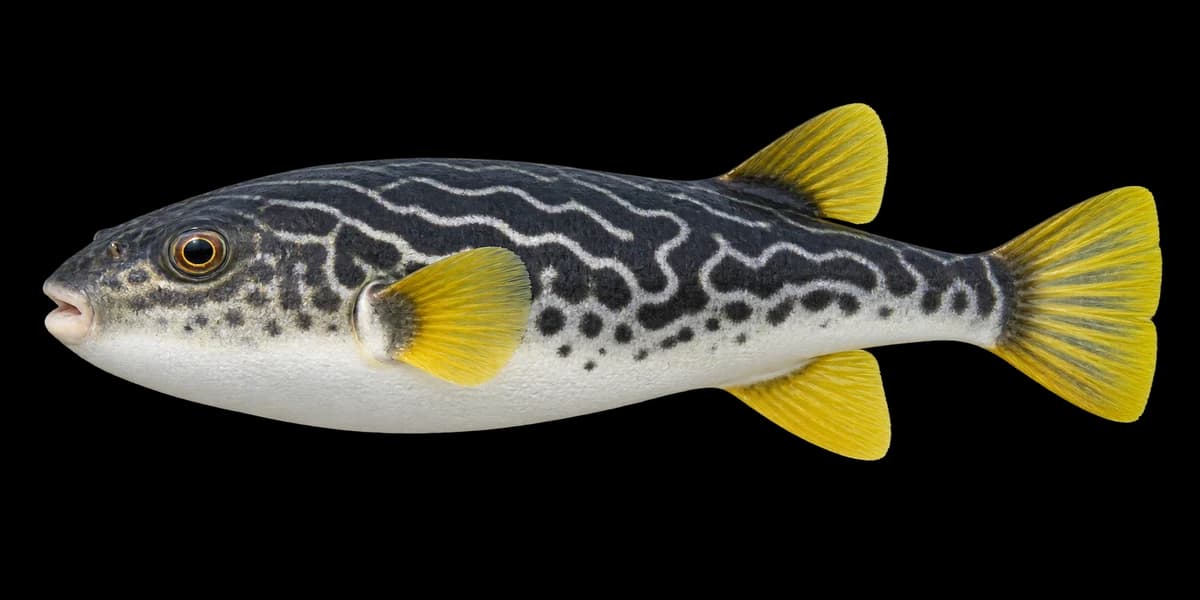 Yellowfin puffer