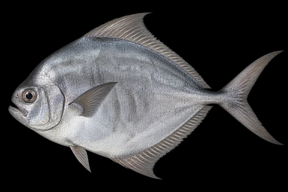 Pacific pomfret