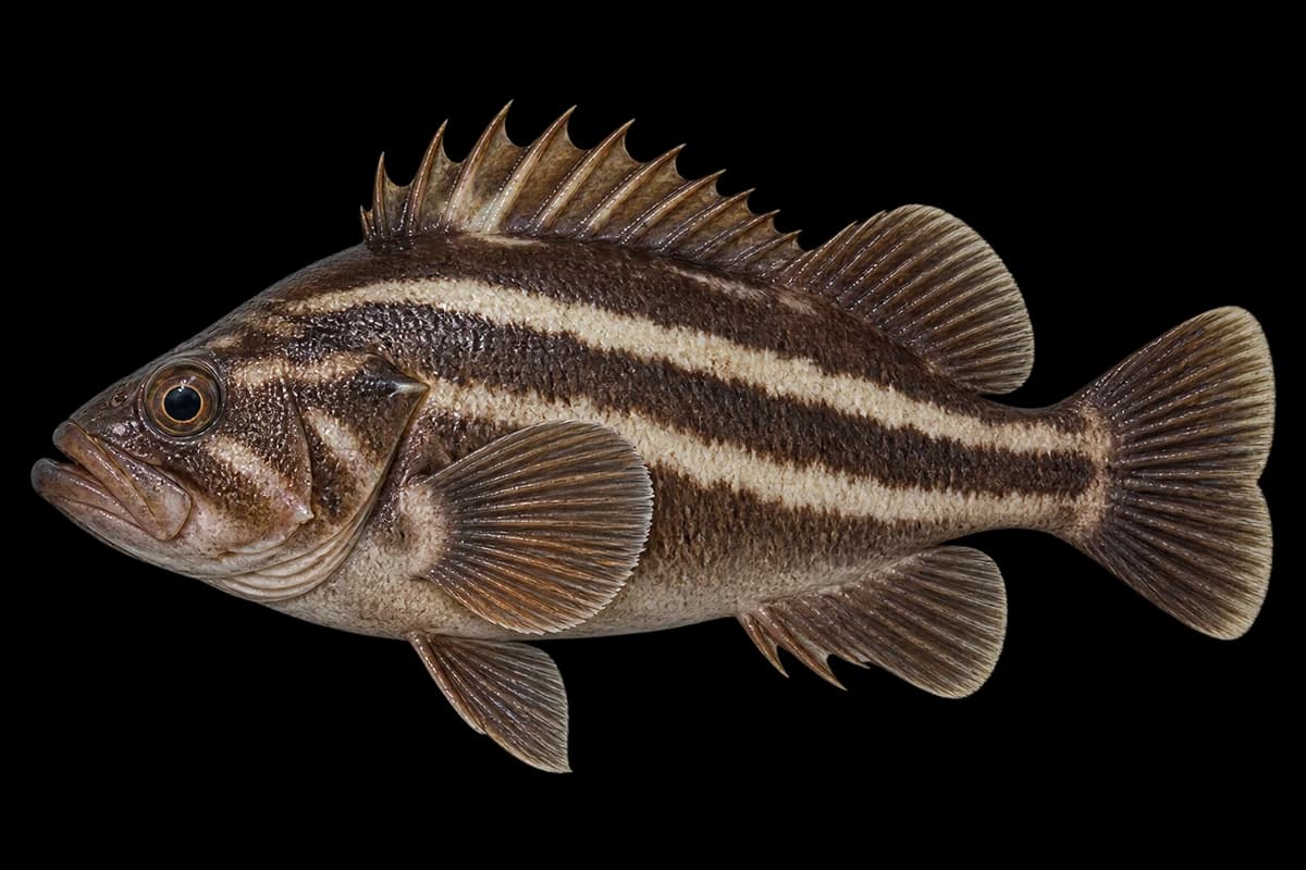 Threestripe rockfish