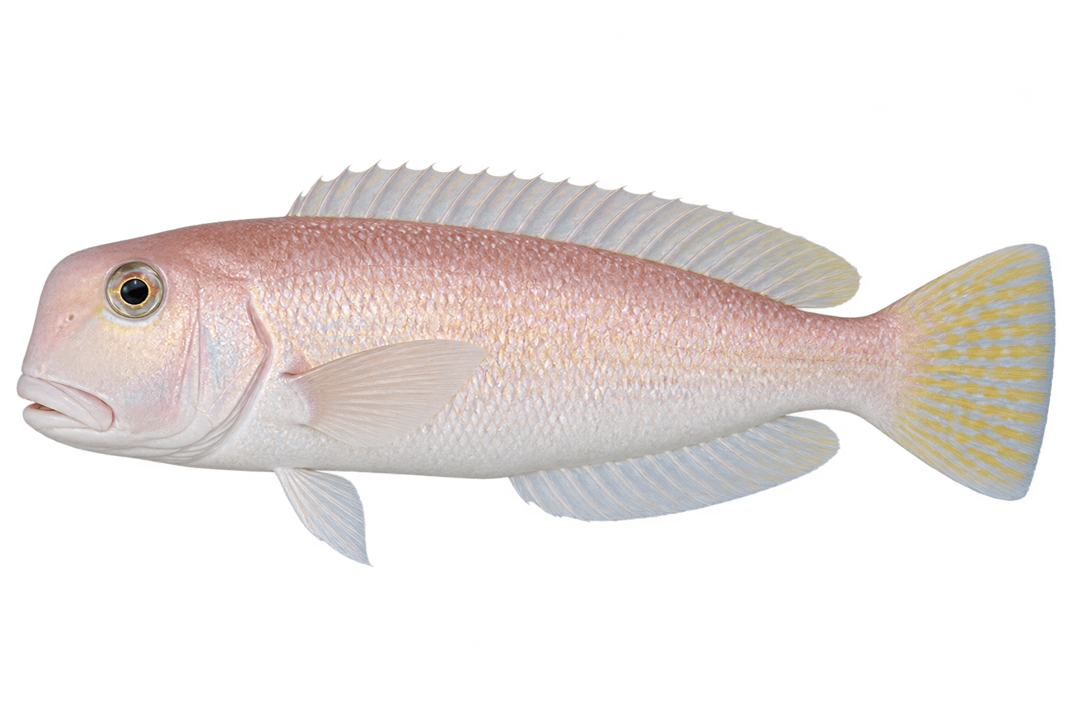 シロアマダイ