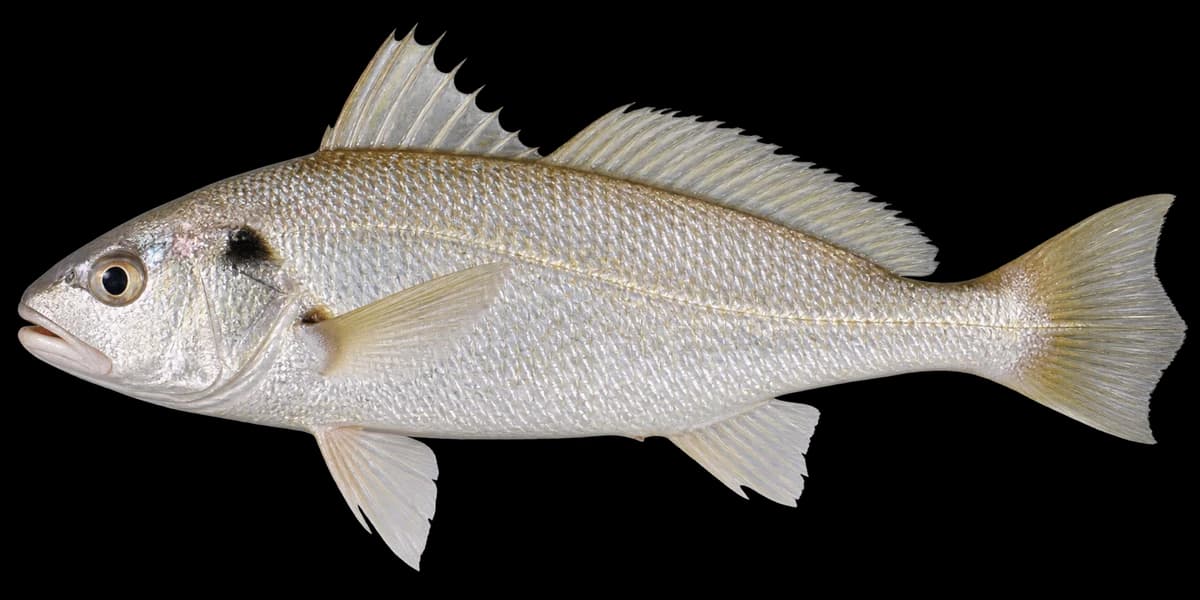 Silver croaker