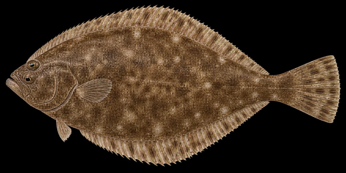 Pointhead flounder