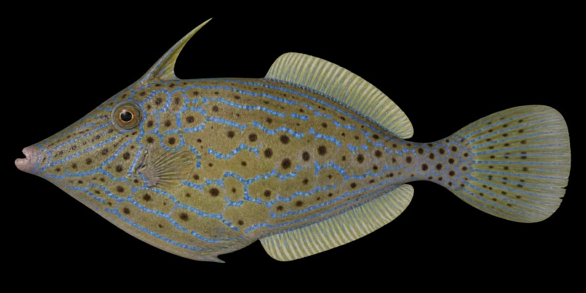 Scrawled filefish