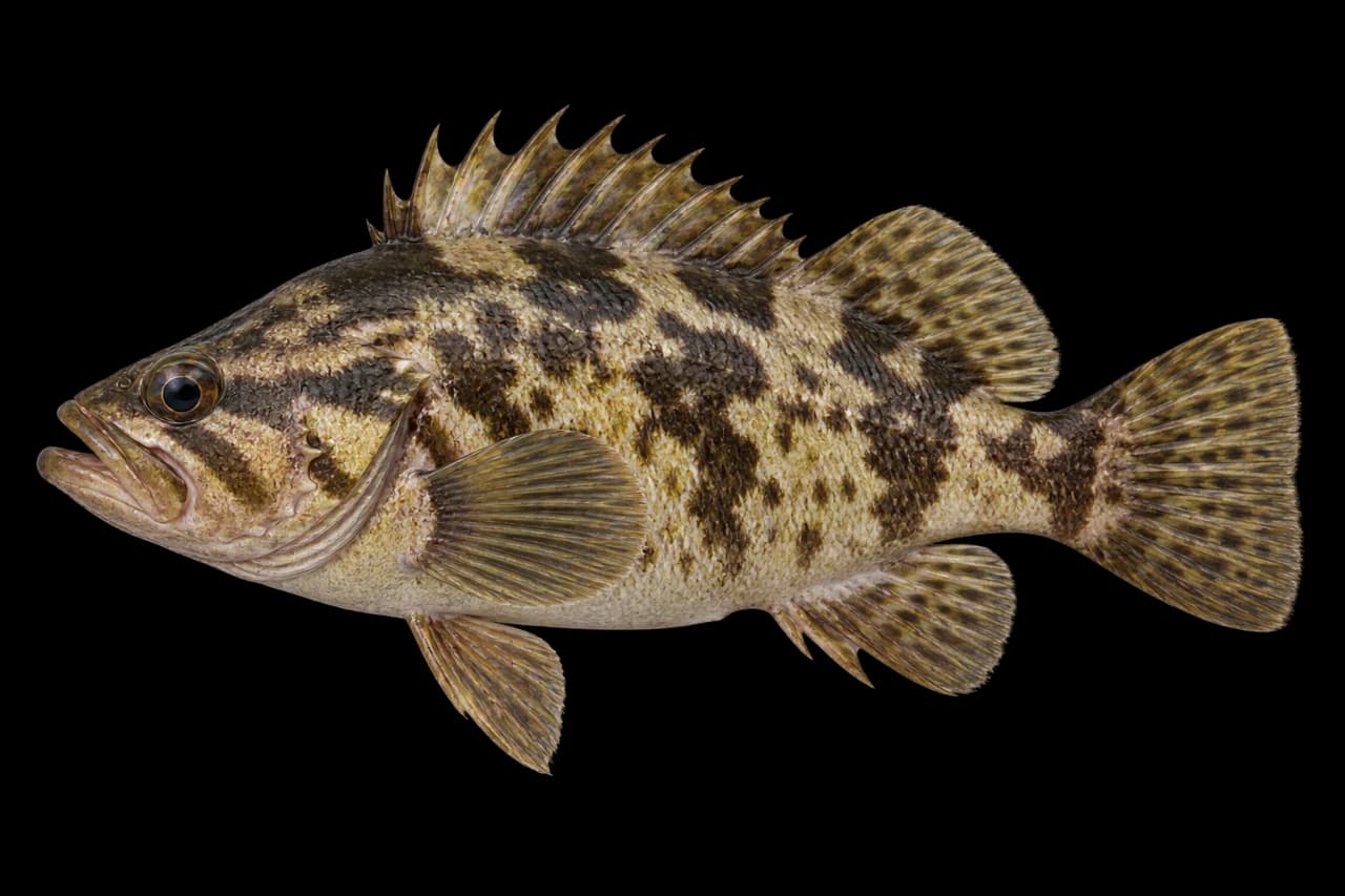 Oblong rockfish