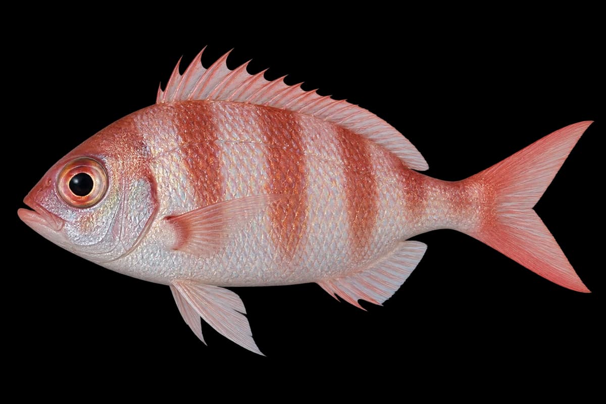 Unarmed dwarf monocle bream