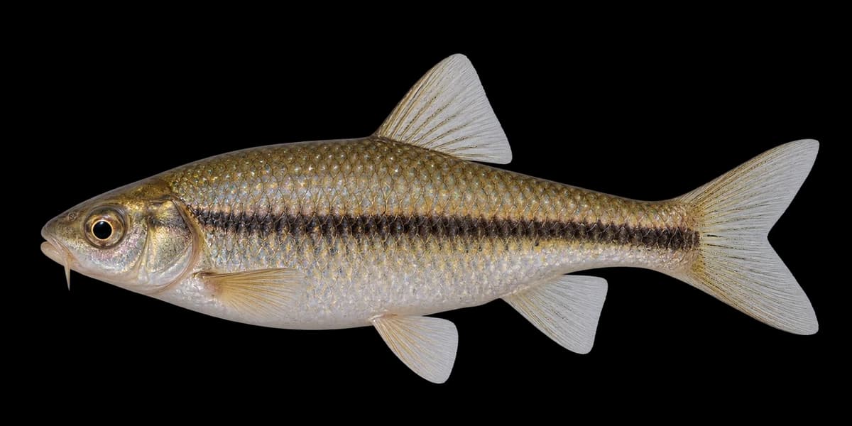 Willow shiner