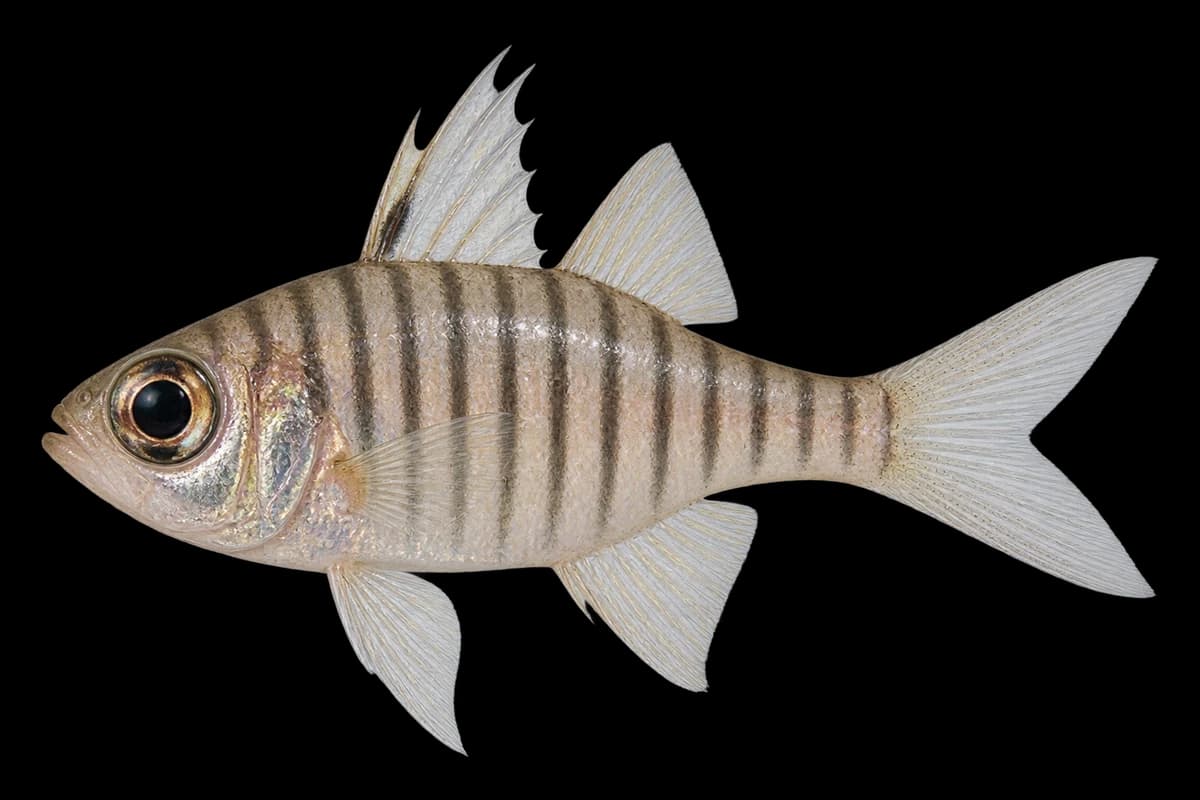 Verticalstriped cardinalfish