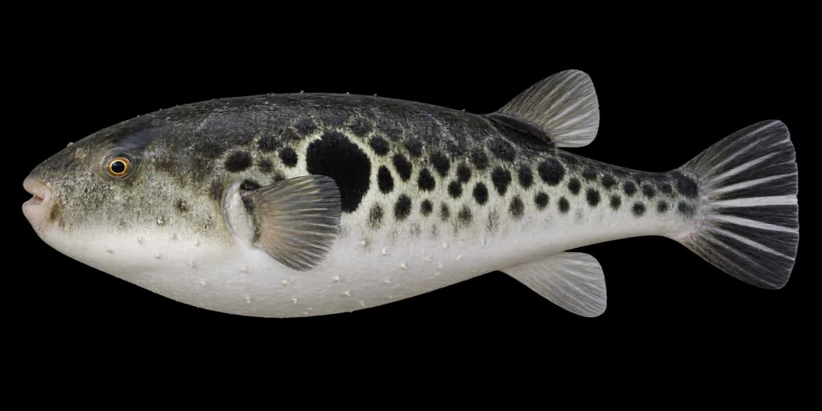Tiger puffer